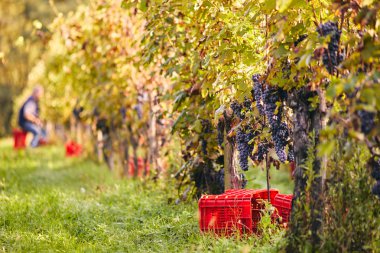 Hasat üzüm sonbahar bağ