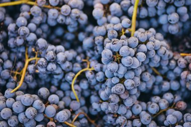 Hasat üzüm sonbahar bağ