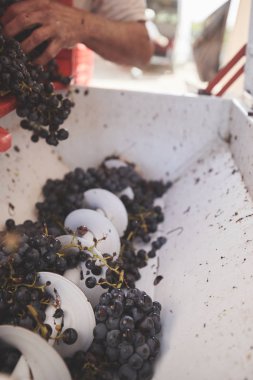 Sonbaharda hasat makine işlemi