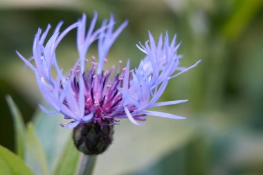 çim zemin üzerine çiçek