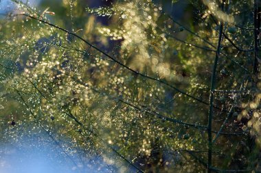 yağmur damlası ve güneş ile köknar ağacı