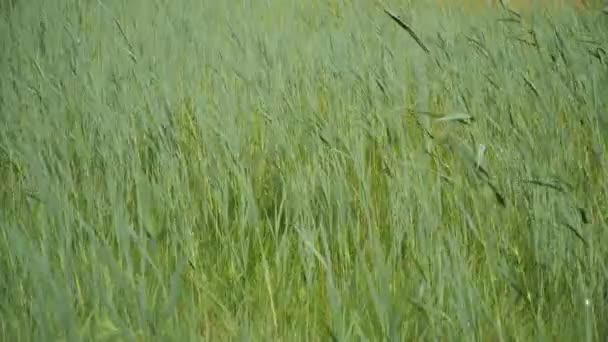 Fresh Green Grass Swaying Wind — Stock Video