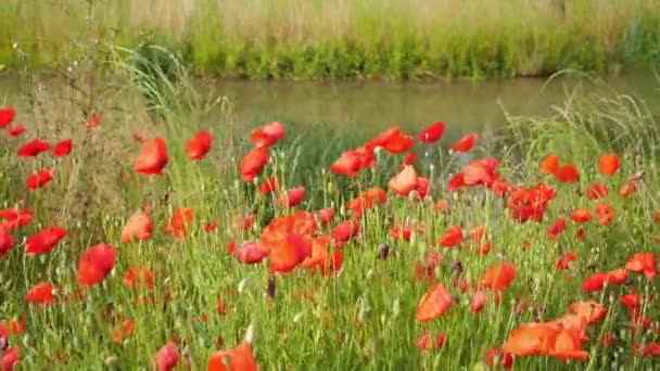 Κόκκινα Λουλούδια Παπαρούνας Ταλαντεύεται Στον Άνεμο Νερό Από Ένα Ρυάκι — Αρχείο Βίντεο
