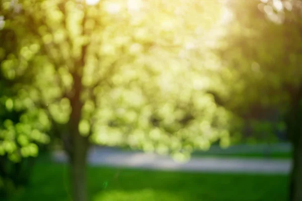 ağaç blur güneş ışığında