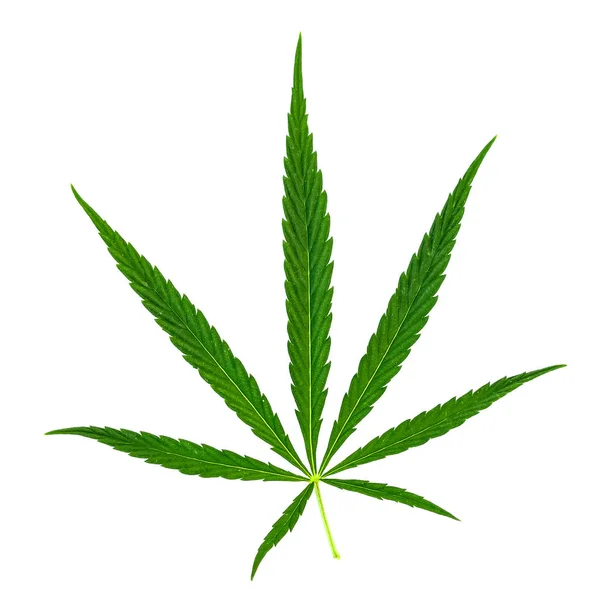 Das Cannabisblatt Isolat — Stockfoto