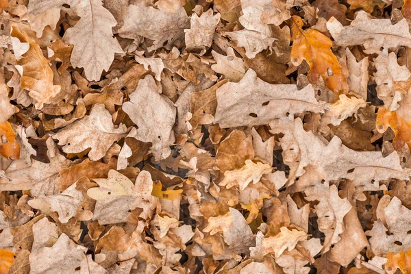 Seamless Texture Dry Oak Leaf Autumn Background — Stock Photo, Image