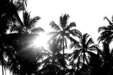Palmiye ağaçları siyah beyaz izole