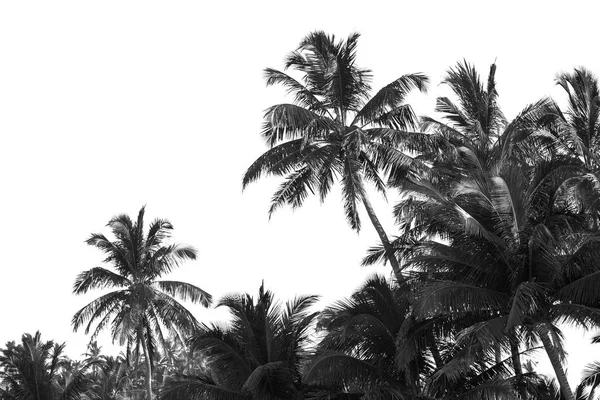 Palmen Schwarz Und Weiß Isolieren — Stockfoto