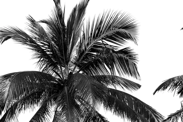 Palm Trees Black White Isolate — Stock Photo, Image