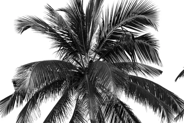Zwart Wit Palmbomen Witte Achtergrond Isoleren — Stockfoto