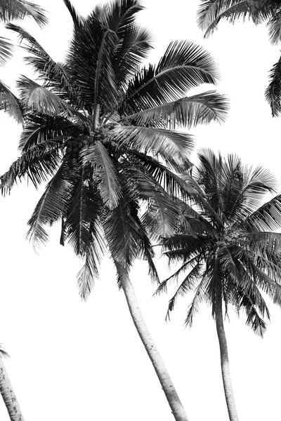 棕榈树黑白相间的隔离 — 图库照片