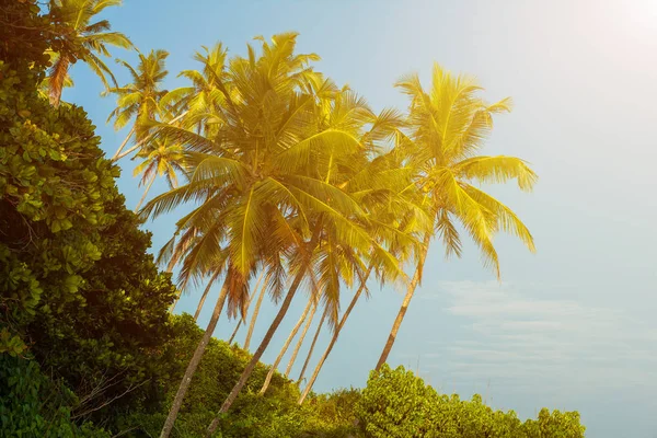 Palmbomen Het Strand Bij Een Hoek Achtergrond — Stockfoto
