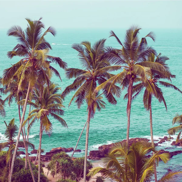 Palmy Pozadí Oceánu — Stock fotografie