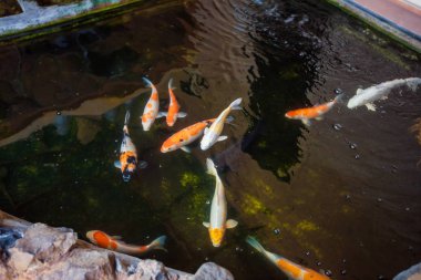 Balık. Egzotik seyahat turizm. Ekvator geri kalanı. Bali Endonezya