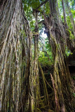 Orman. Maymun orman. Egzotik seyahat turizm. Ekvator geri kalanı. Bali Endonezya