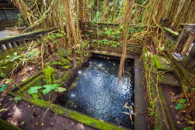 Orman. Maymun orman. Egzotik seyahat turizm. Ekvator geri kalanı. Bali Endonezya