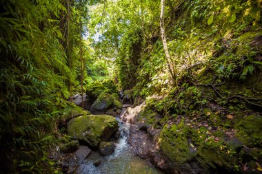 Orman. Maymun orman. Egzotik seyahat turizm. Ekvator geri kalanı. Bali Endonezya
