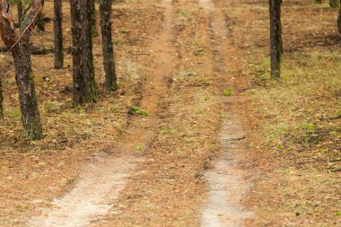 Orman yolu. Arka plan