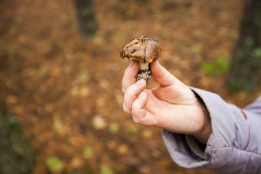 Elinde bir mantar mantar gösterir