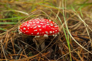 Sinek agaric Rusya 