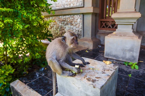 Monkey Tropical Animals Exotic Travel Tourism Rest Equator Bali Indonesia — Stock Photo, Image