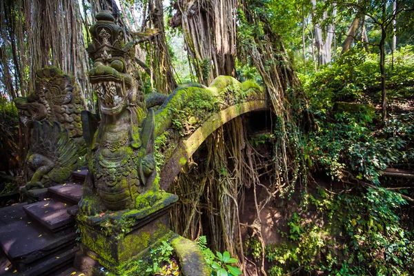 Джунглі Monkey Forest Екзотичні Подорожі Туризм Решта Екватора Балі Індонезія — стокове фото
