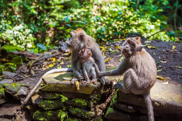 Jungle. Monkey Forest. Exotic Travel Tourism. The rest of the equator. Bali Indonesia