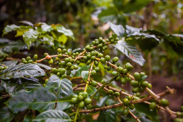 Kahve Luwak. Egzotik seyahat turizm. Ekvator geri kalanı. Bali Endonezya