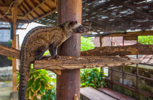 luwak Coffee. Exotic Travel Tourism. The rest of the equator. Bali Indonesia