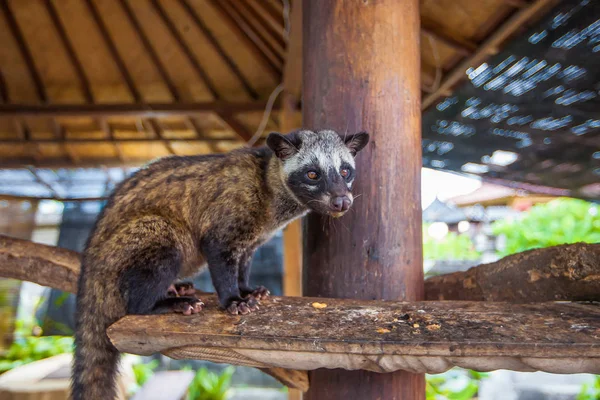 Kahve Luwak. Egzotik seyahat turizm. Ekvator geri kalanı. Bali Endonezya