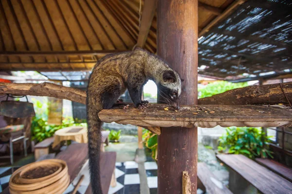 Kahve Luwak. Egzotik seyahat turizm. Ekvator geri kalanı. Bali Endonezya