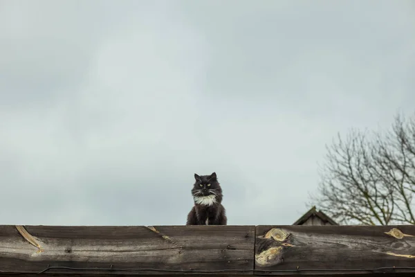 Пушистый Чёрный Кот Сидит Крыше — стоковое фото