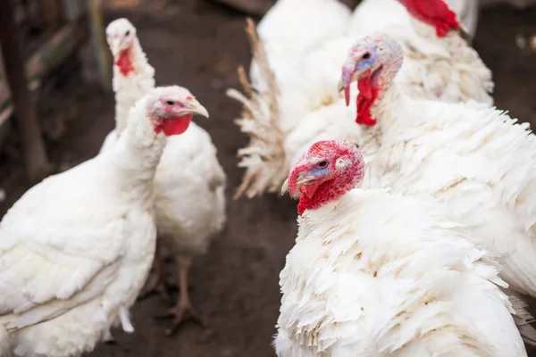 Agriculture Russia — Stock Photo, Image