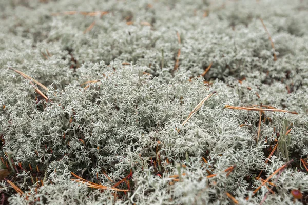 White Grey Moss Russia — Stock Photo, Image