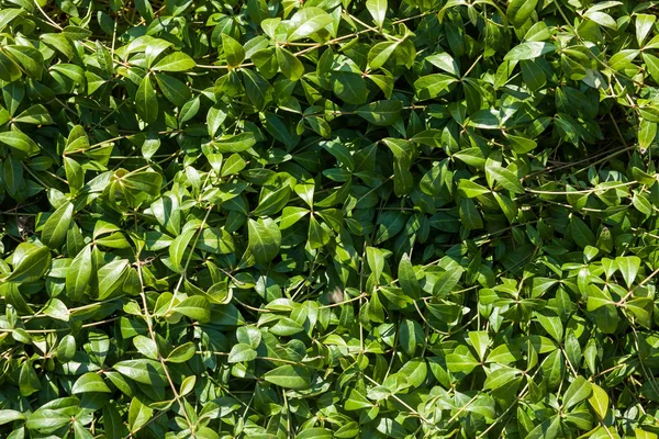 Groene Bladeren Lente Achtergrond Textuur — Stockfoto