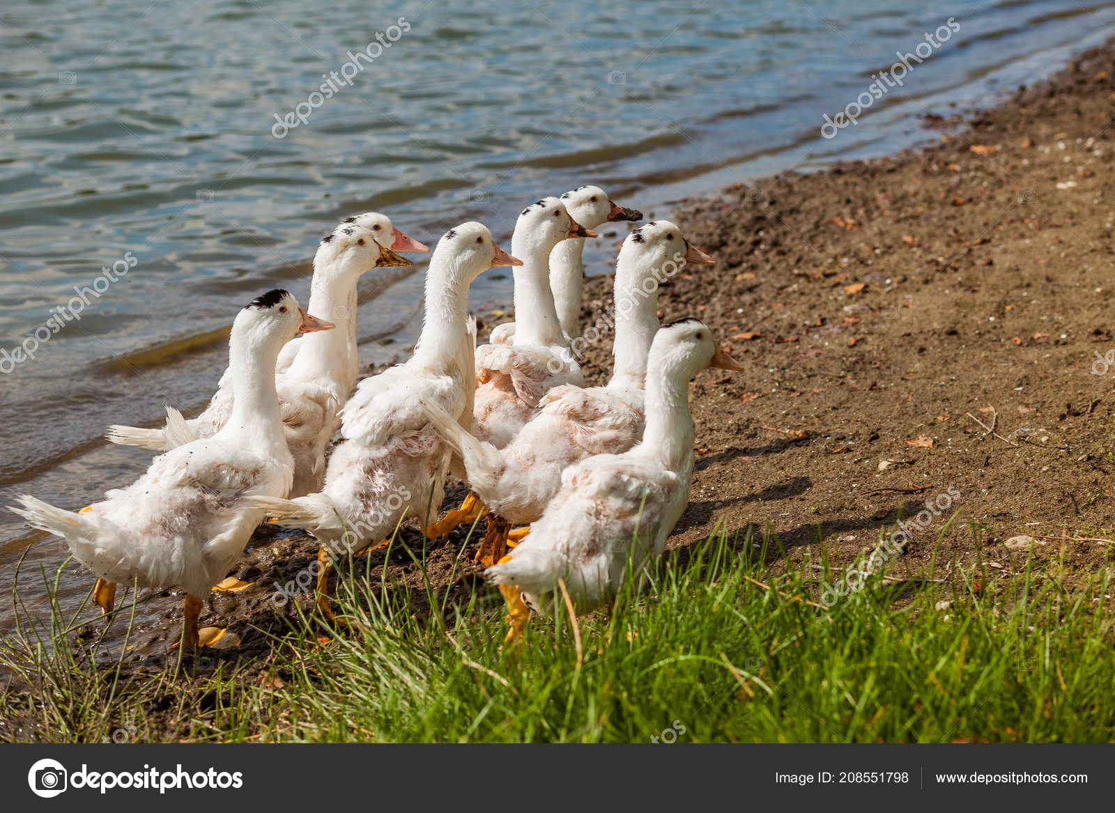 White Ducks Geese Shore Lake Water Stock Photo by ©Smeilov 208551798