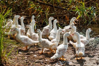 Beyaz ördekler, kazlar shore, Gölü, su