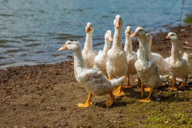 Beyaz ördekler, kazlar shore, Gölü, su