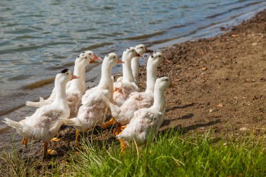 Beyaz ördekler, kazlar shore, Gölü, su