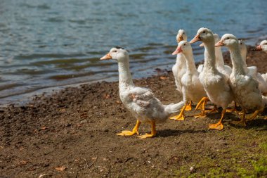 Beyaz ördekler, kazlar shore, Gölü, su