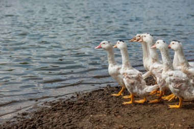 Beyaz ördekler, kazlar shore, Gölü, su