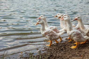 Beyaz ördekler, kazlar shore, Gölü, su