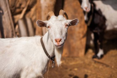 Çiftlikteki beyaz keçi