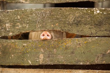 Piglet domuz çiftliği