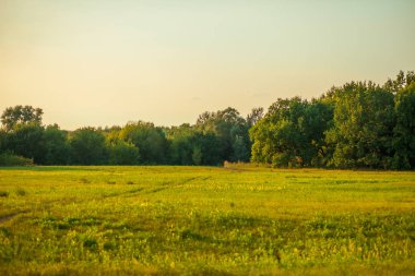 Yeşil alan. arka plan