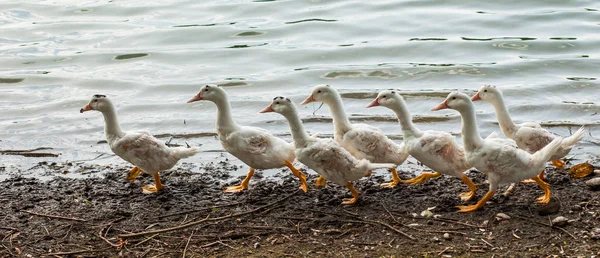 Patos Blancos Gansos Orilla Lago Agua — Foto de Stock