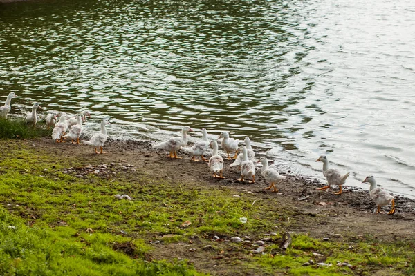 Patos Brancos Gansos Costa Lago Água — Fotografia de Stock