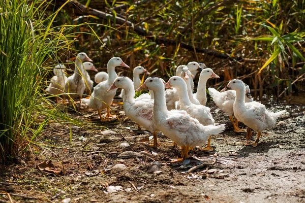 Patos Brancos Gansos Costa Lago Água — Fotografia de Stock