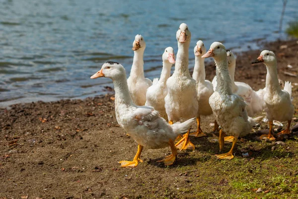 Patos Brancos Gansos Costa Lago Água — Fotografia de Stock