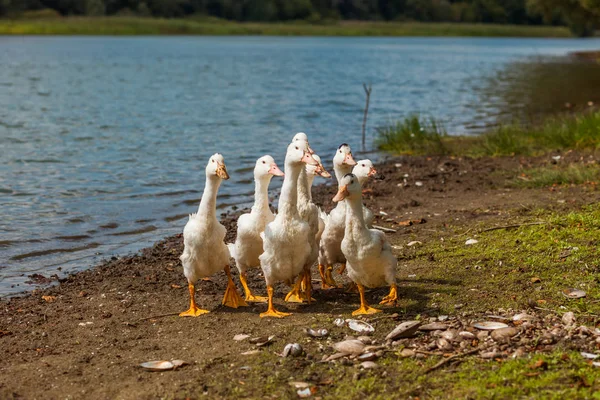 Patos Brancos Gansos Costa Lago Água — Fotografia de Stock